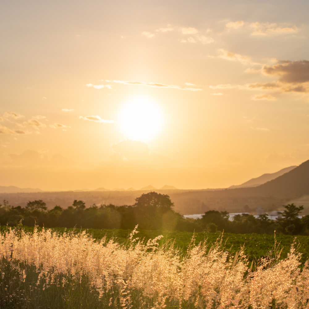 Sunrise over a peaceful countryside field with warm golden light